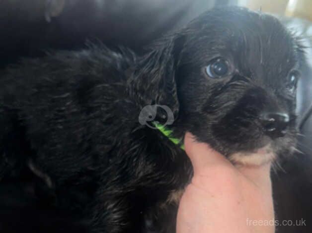 Puppies 5 boys 2 girls available for sale in Milton Keynes, Buckinghamshire - Image 3