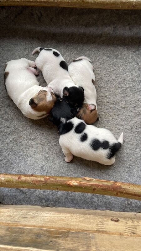 Puppies for sale in Sanquhar, Dumfries and Galloway - Image 1