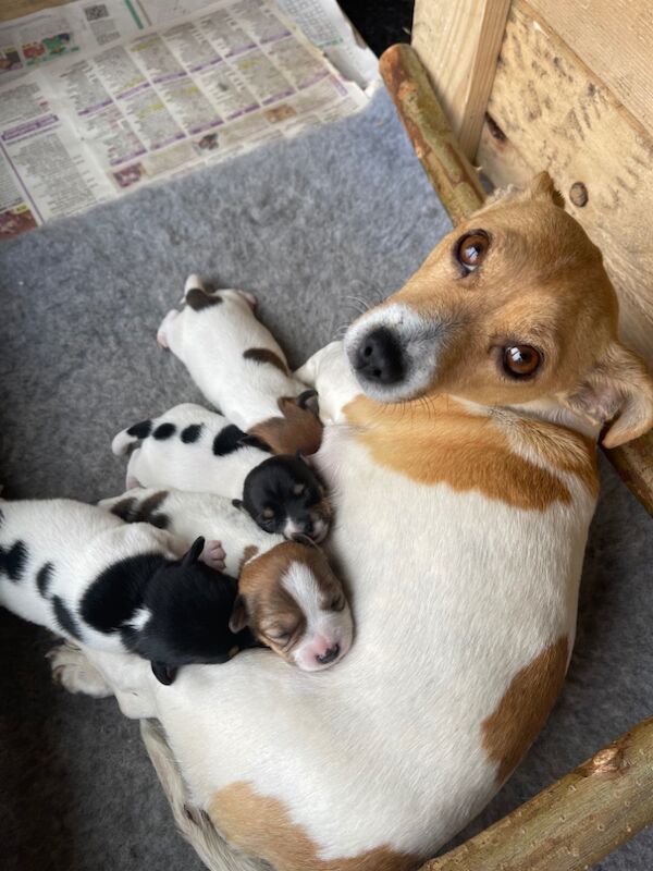 Puppies for sale in Sanquhar, Dumfries and Galloway - Image 2