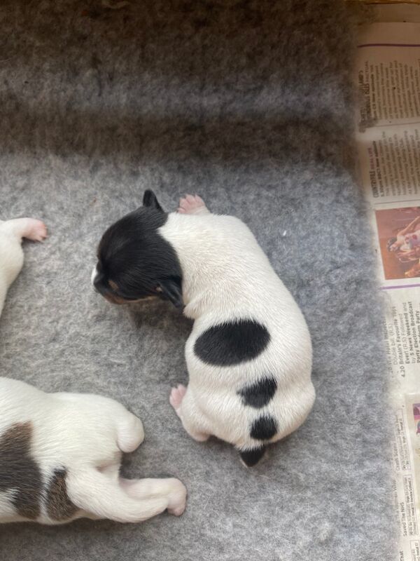 Puppies for sale in Sanquhar, Dumfries and Galloway - Image 3