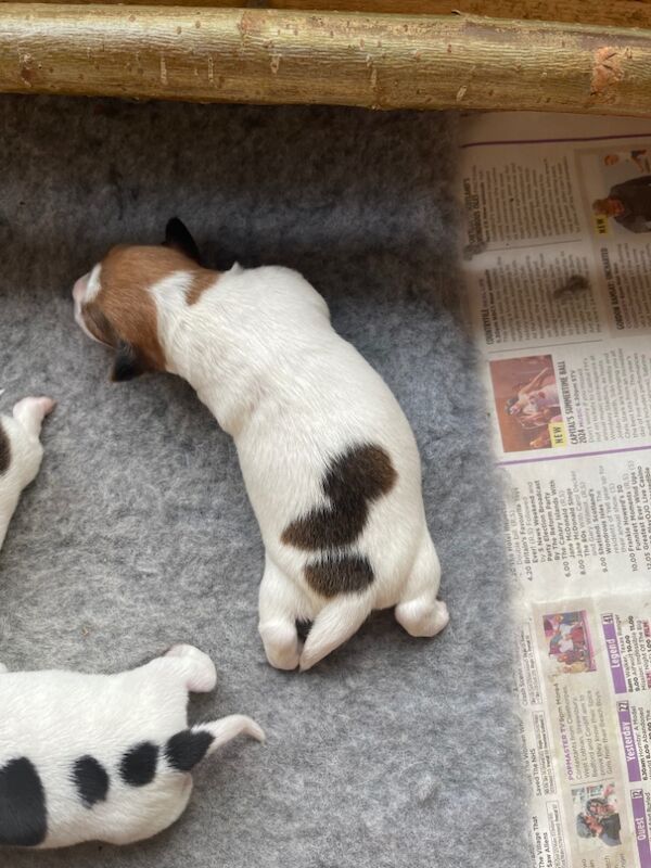 Puppies for sale in Sanquhar, Dumfries and Galloway - Image 5