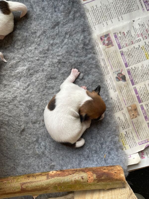 Puppies for sale in Sanquhar, Dumfries and Galloway - Image 6