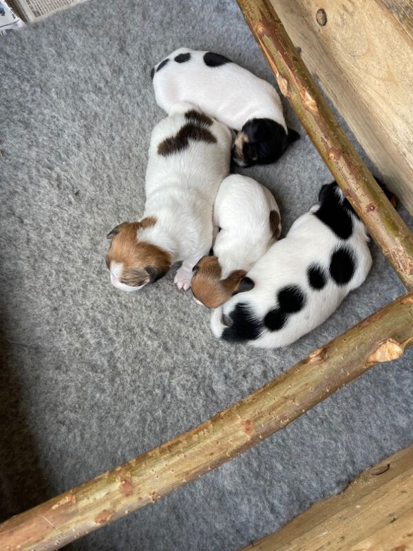 Puppies for sale in Sanquhar, Dumfries and Galloway - Image 7