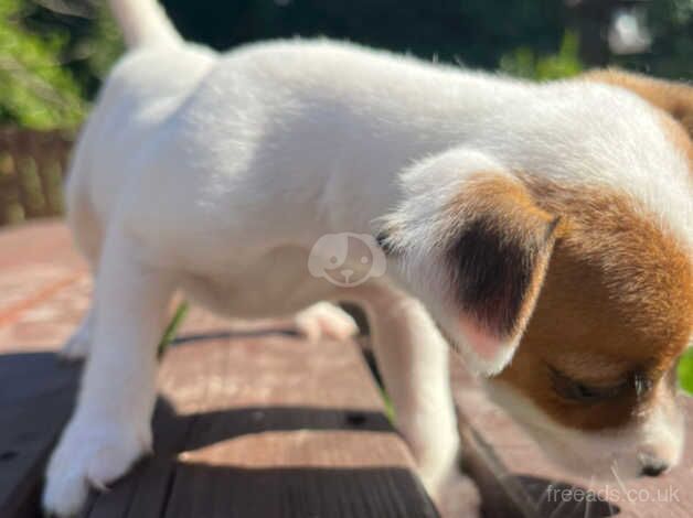 Puppies for sale in Bradford, West Yorkshire - Image 1