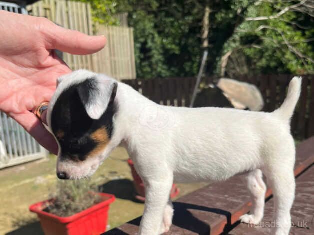 Puppies for sale in Bradford, West Yorkshire - Image 2