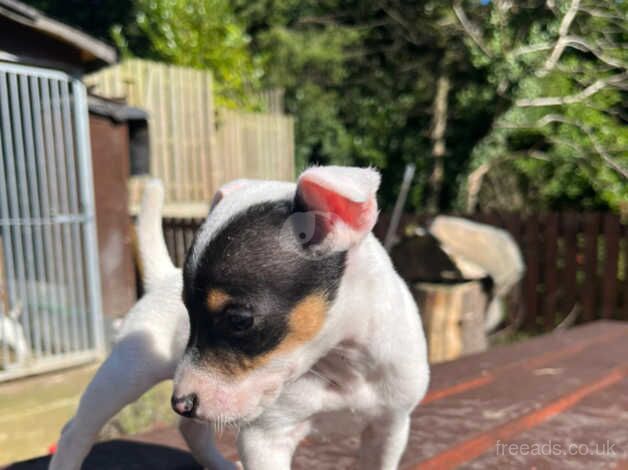 Puppies for sale in Bradford, West Yorkshire - Image 3