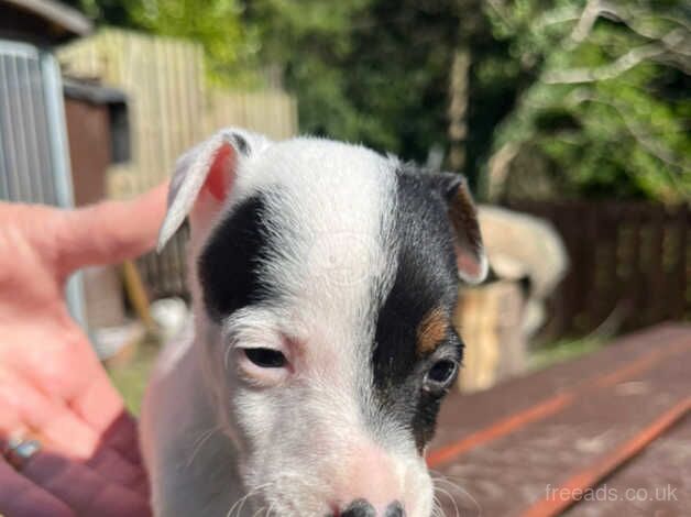 Puppies for sale in Bradford, West Yorkshire - Image 4