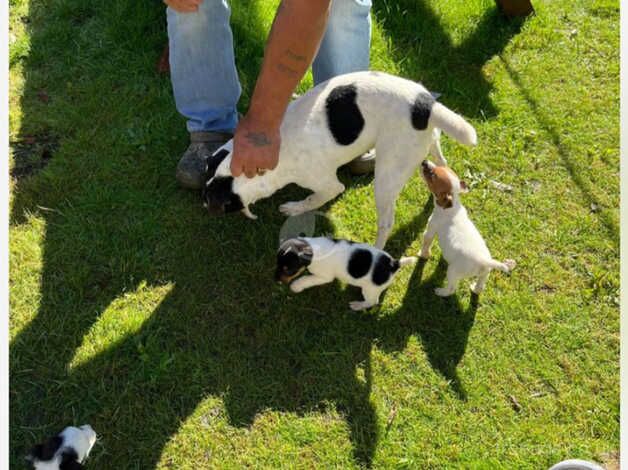 Puppies for sale in Bradford, West Yorkshire - Image 5