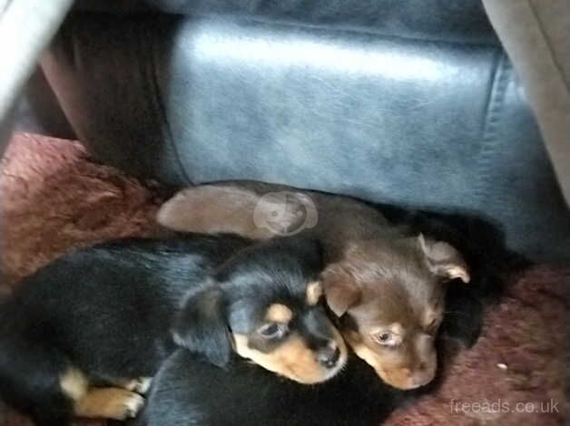 Puppies for sale in Slough, Powys