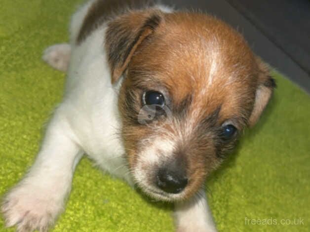 Jack Russells for sale in Canterbury, Kent