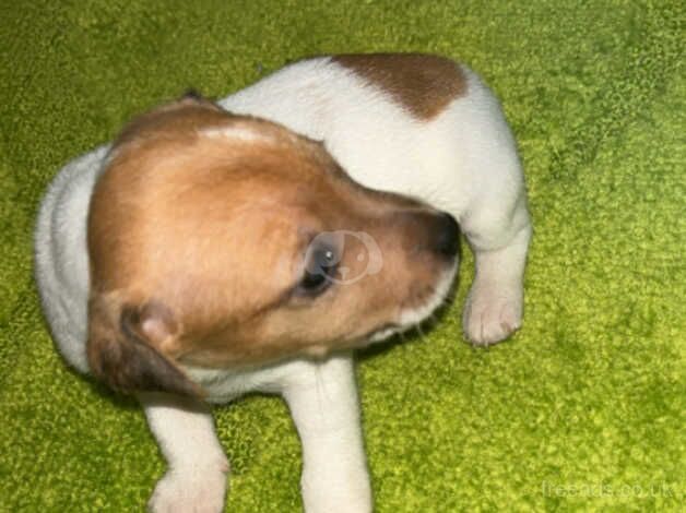 Jack Russell Puppies for sale in Kent