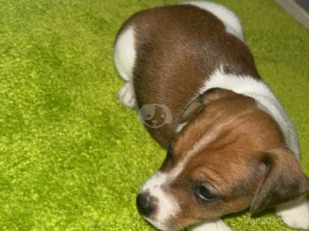 Jack Russell Puppies for sale