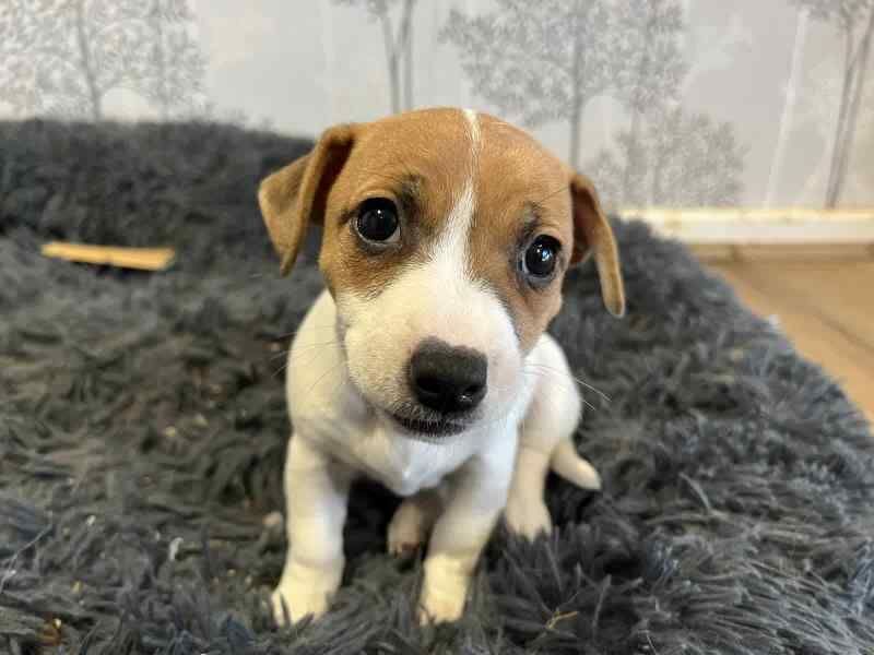 Pure bred Jack Russell Terriers for sale in Swindon, Wiltshire