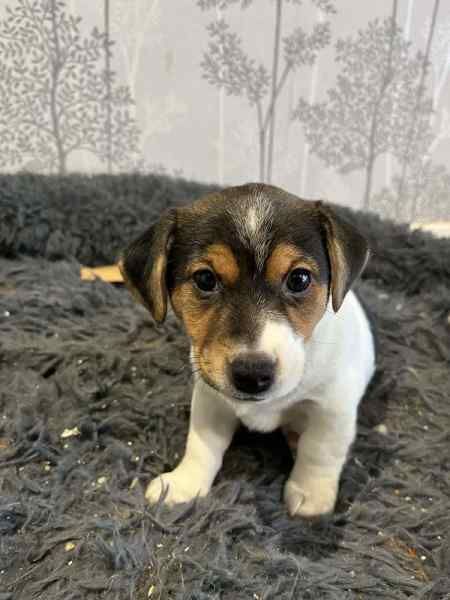 Jack Russells for sale in Swindon, Wiltshire