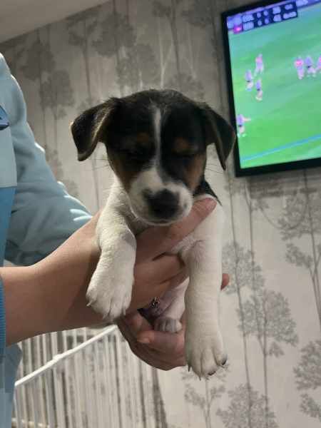 KC Registered Jack Russell Puppies for sale in Wiltshire