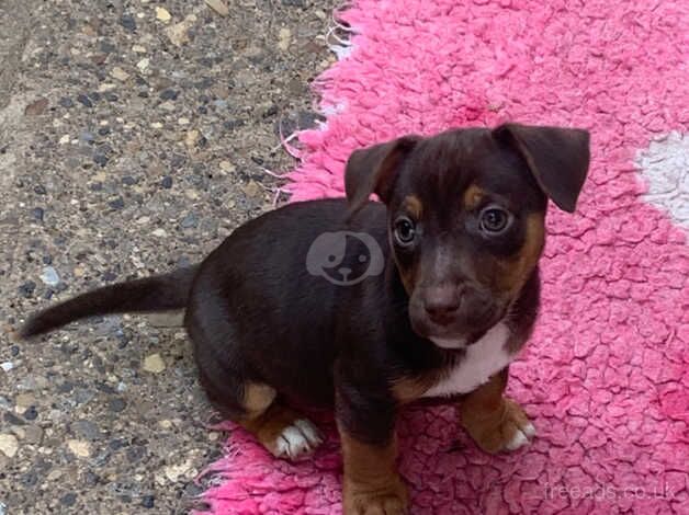 Pure bred true to type mini JR puppies Ready now for sale in Ripon, North Yorkshire - Image 1