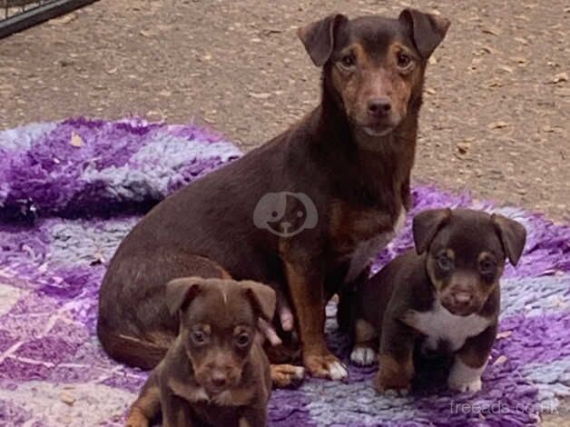 Pure bred true to type mini JR puppies Ready now for sale in Ripon, North Yorkshire - Image 2