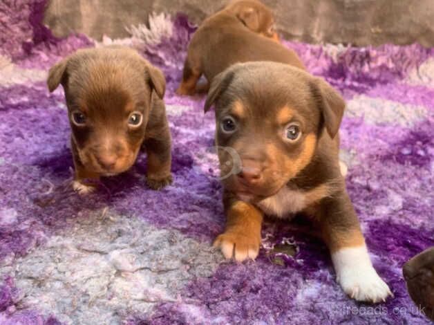 Pure bred true to type mini JR puppies Ready now for sale in Ripon, North Yorkshire - Image 3