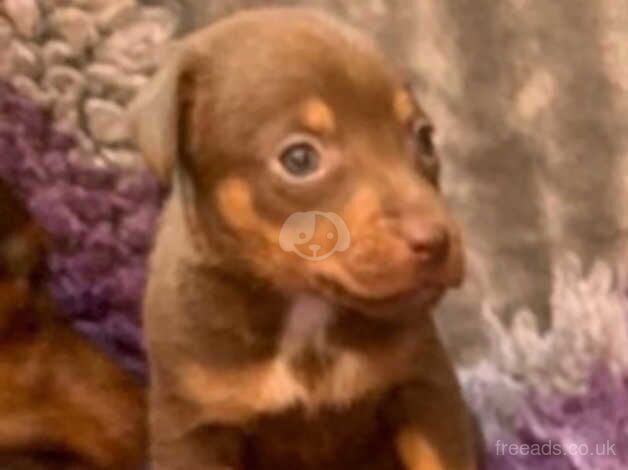 Pure bred true to type mini JR puppies Ready now for sale in Ripon, North Yorkshire - Image 5