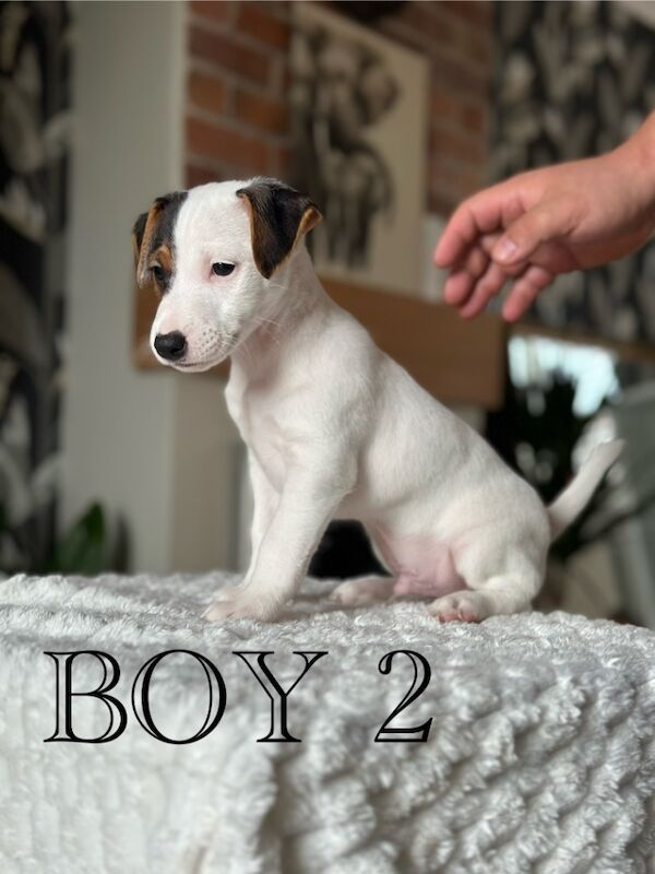 Pure Jack Russell BOY 1 and 2 available for sale in Newport - Image 1