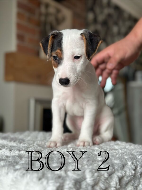 Pure Jack Russell BOY 1 and 2 available for sale in Newport - Image 2