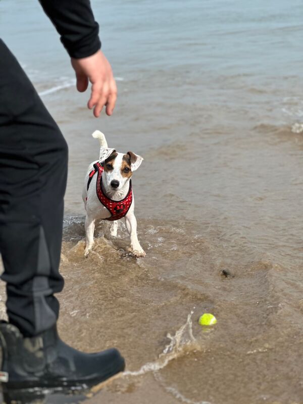 Jack Russell Puppies for sale