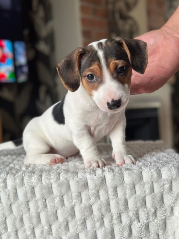 Pure Jack Russell BOY 1 and 2 available for sale in Newport - Image 6