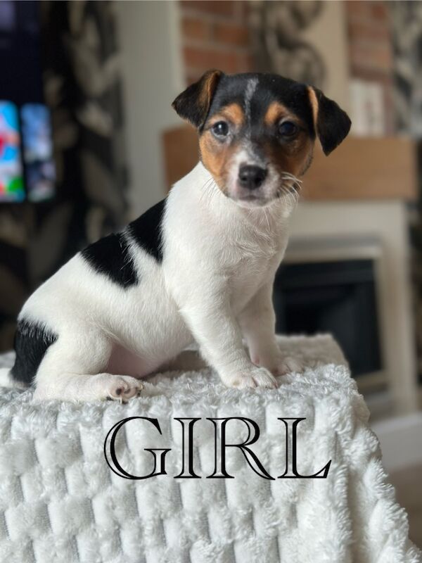 Pure Jack Russell BOY 1 and 2 available for sale in Newport - Image 7