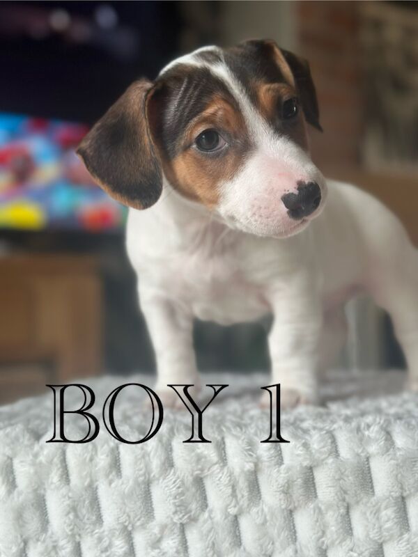 Pure Jack Russell BOY 1 and 2 available for sale in Newport - Image 8