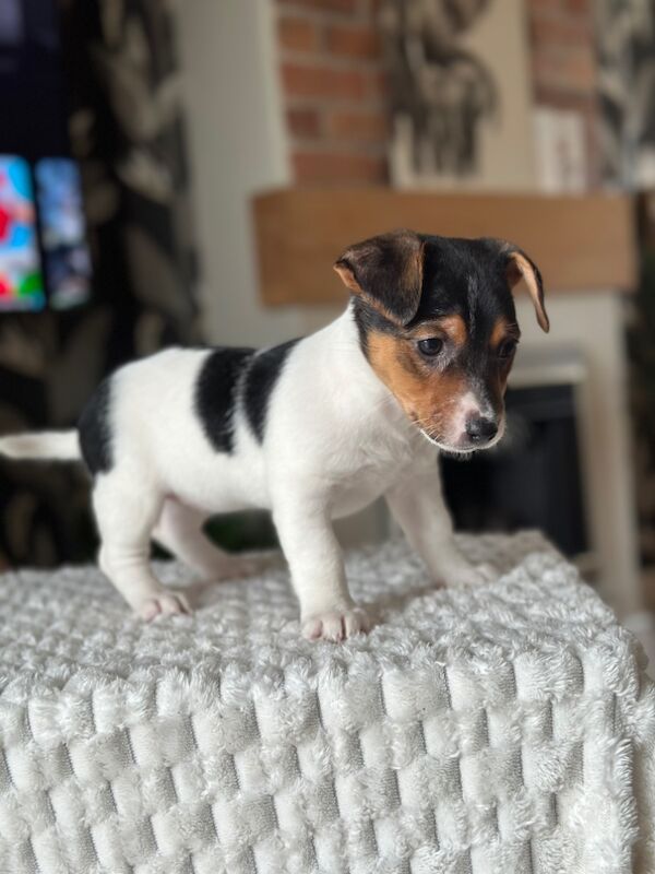 Pure Jack Russell BOY 1 and 2 available for sale in Newport - Image 9