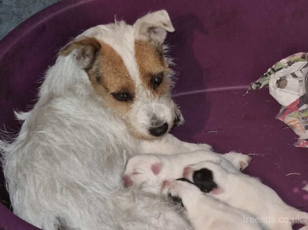 Pure Jack Russell puppies 1 girl and 3 boys, for sale in Ammanford/Rhydaman, Carmarthenshire