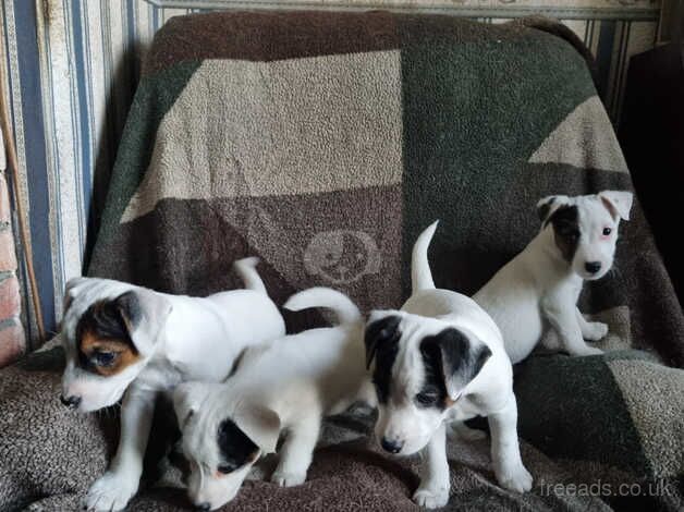 Pure Jack Russell puppies 1 girl and 3 boys, for sale in Ammanford/Rhydaman, Carmarthenshire - Image 2