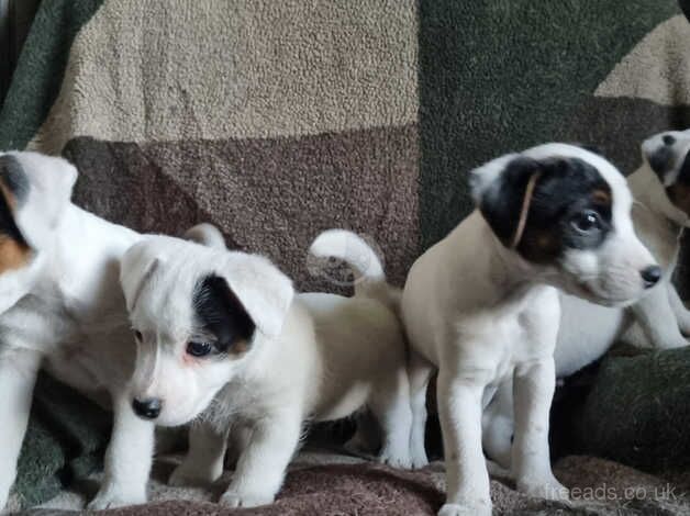 Pure Jack Russell puppies 1 girl and 3 boys, for sale in Ammanford/Rhydaman, Carmarthenshire - Image 3