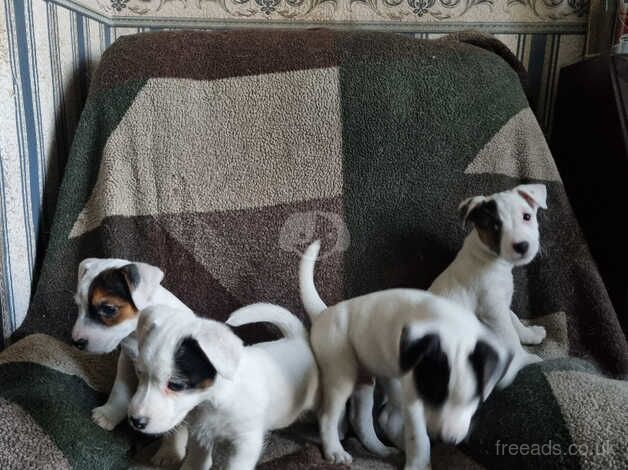 Pure Jack Russell puppies 1 girl and 3 boys, for sale in Ammanford/Rhydaman, Carmarthenshire - Image 4