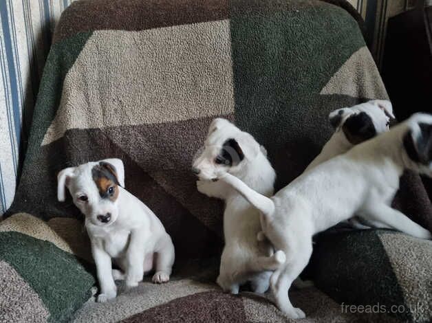 Pure Jack Russell puppies 1 girl and 3 boys, for sale in Ammanford/Rhydaman, Carmarthenshire - Image 5