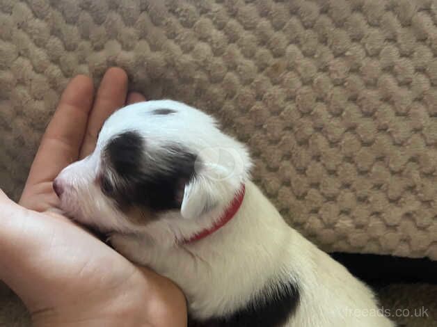 Pure Jack russell's pups for sale in Ryton, Tyne and Wear