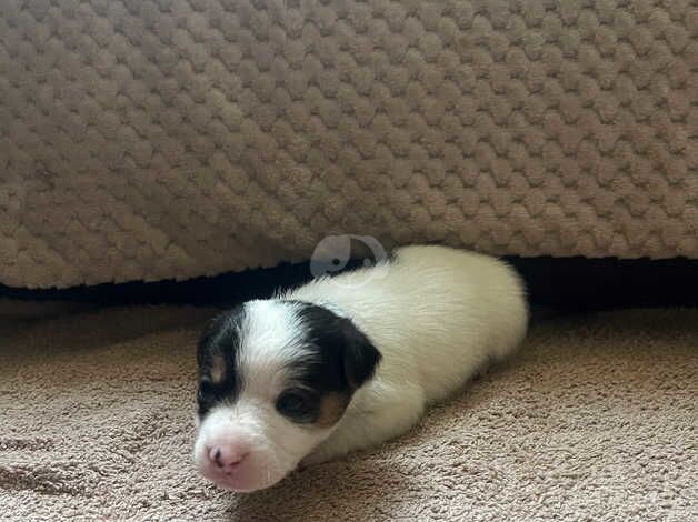 Jack Russell Puppies for sale in Tyne and Wear