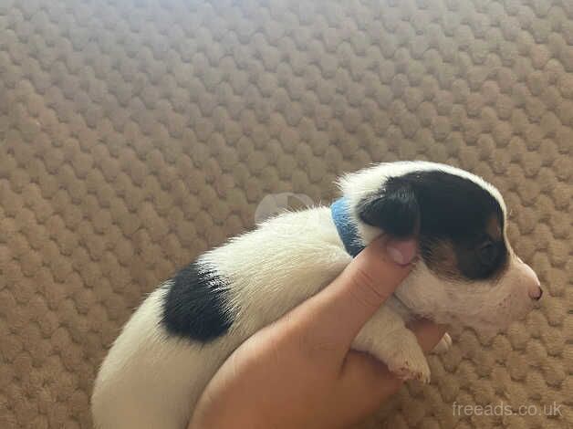 Jack Russell Puppies for sale