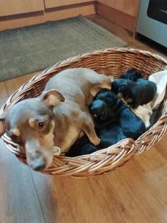 Quality miniature small type jack russell puppies for sale in Runcorn, Cheshire - Image 2