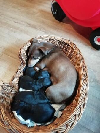 Quality miniature small type jack russell puppies for sale in Runcorn, Cheshire - Image 3