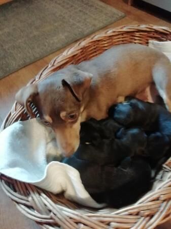 Quality miniature small type jack russell puppies for sale in Runcorn, Cheshire - Image 4