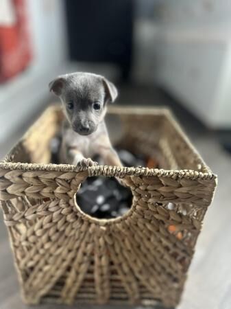 Rare blue & lilac Jack Russell pups for sale in Wigan, Greater Manchester