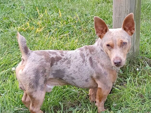 Rare colour jack russell male for sale in Stourport-on-Severn