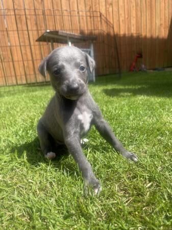 READY 6/7/24 Adorable homebred KC registered Whippet pups for sale in Yarm, County Durham