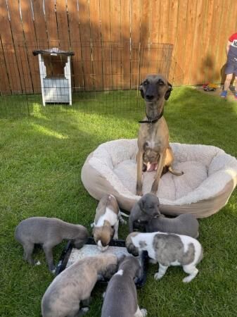 READY 6/7/24 Adorable homebred KC registered Whippet pups for sale in Yarm, County Durham - Image 2