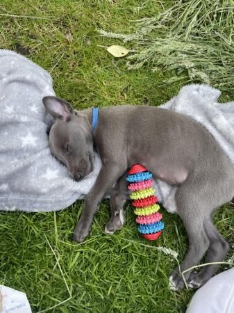 READY 6/7/24 Adorable homebred KC registered Whippet pups for sale in Yarm, County Durham - Image 3