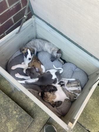 READY 6/7/24 Adorable homebred KC registered Whippet pups for sale in Yarm, County Durham - Image 4