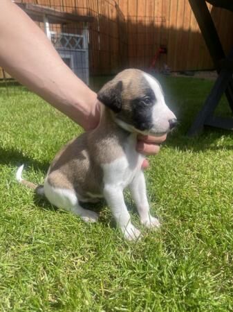 READY 6/7/24 Adorable homebred KC registered Whippet pups for sale in Yarm, County Durham - Image 5