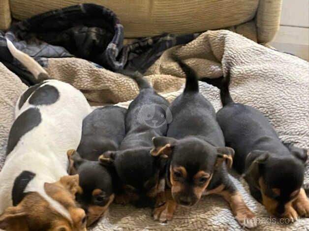 Ready now Black and Tan Jack Russell Puppies for sale in Llanybydder, Carmarthenshire