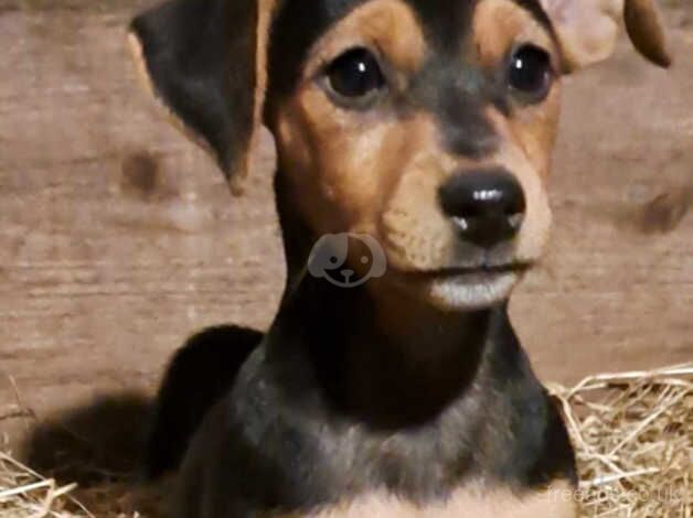 Ready now Black and Tan Jack Russell Puppies for sale in Llanybydder, Carmarthenshire - Image 2